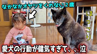 【忠犬】オヤツを渋る小悪魔歳甲斐犬一休が健気すぎて。。。