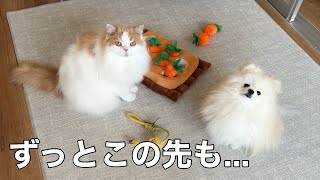 何年経っても猫と犬の思い出を残していたいのでとあることをはじめました