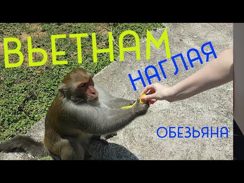 Нячанг 2018 Вьетнам Остров Обезьян | Monkey Island | ĐẢO KHỈ | Глазами туриста , travel