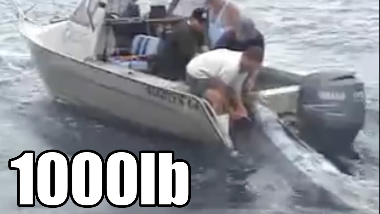 442.8kg Blue Marlin From a Trailer Boat YouTube