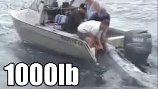 442.8kg Blue Marlin From a Trailer Boat