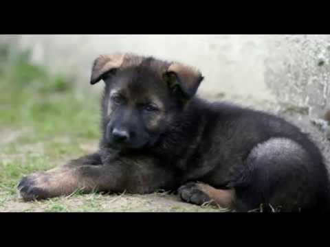 Puppy Dobrynya Melts Hearts of French People