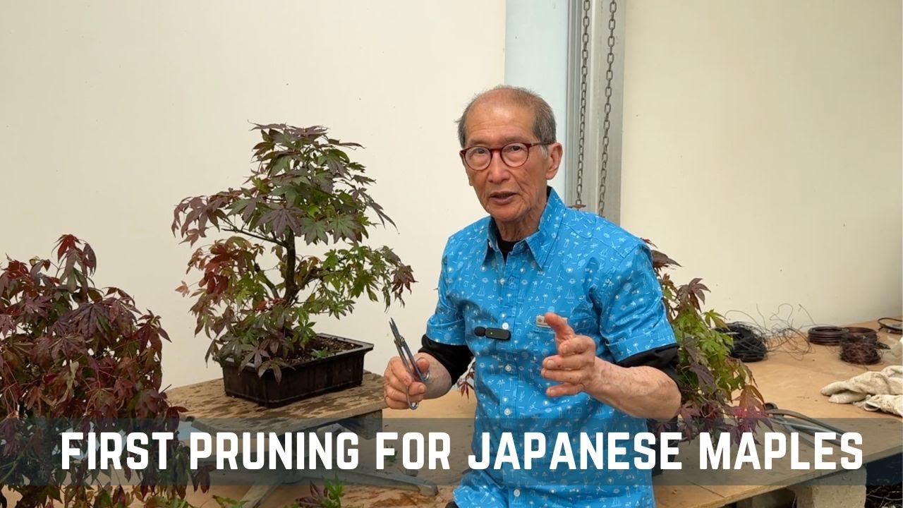 First Pruning for Japanese Maples