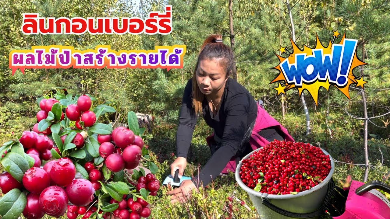เก็บผลไม้ป่าลินกอนเบอร์รี่ปี 2024 ผลไม้ป่าสร้างรายได้