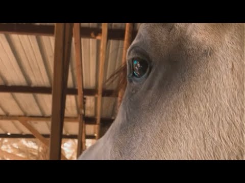 شاهد غيرة الخيل العربية على صاحبه 