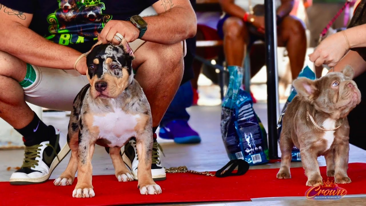 Battle of the breeds Dog Show was INSANE