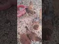 #happysundayafternoonyall #wegotalittlebitofsnow #godisgoodallthetimeandallthetimegodisgood