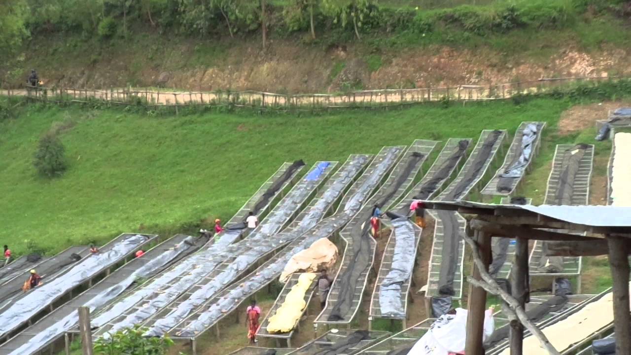 Dormans COPROCA washing station - covering the coffee - YouTube