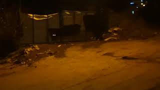 Köpek değil canavar