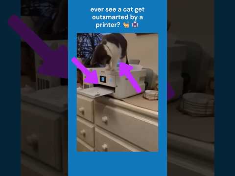 cat vs printer