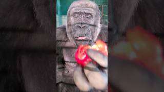 Red Pepper Is One Of This Lady's Favourites! #Gorilla #Eating #Asmr #Satisfying