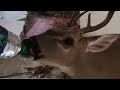 Dehydrated deer is given 4 bottles of water by a firefighter