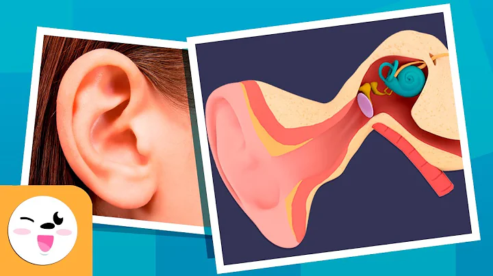 The Human EAR for Kids - Compilation Video - Sense Organs - DayDayNews