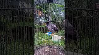 Burung jalak kebo