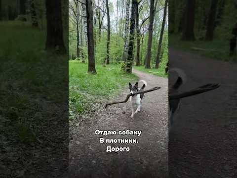 🐶Хвостатые истории🐕 #dogs #dogshorts #dogs #animals #funny #forest #park #nature #собака #метис