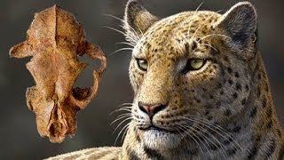 NEW SPECIES: OLDEST BIG CAT DISCOVERED