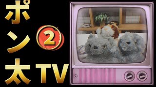 ポン太TV②】中澤京子（ジャンプ中澤）の相方 ポン太・モン太