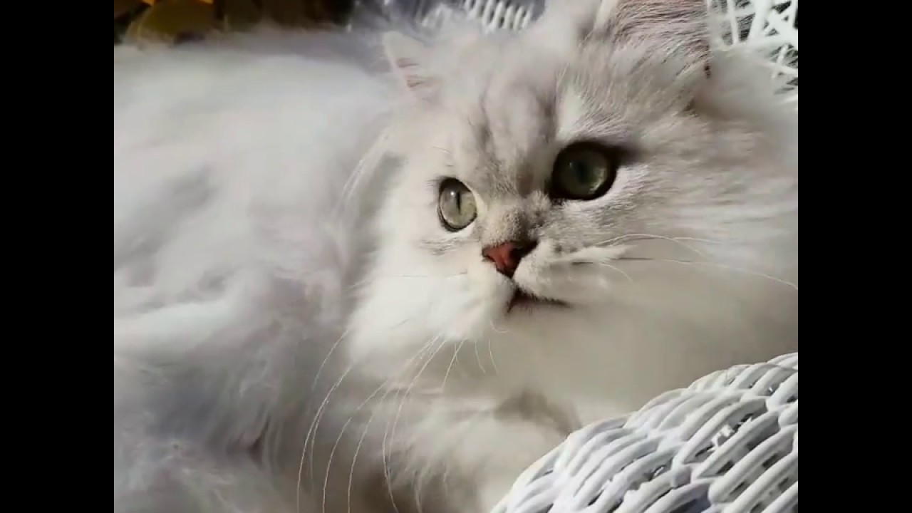 silver doll face persian