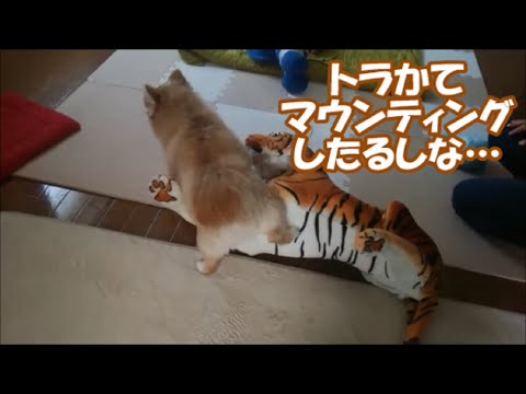 すぐキレるポメラニアン123 久しぶりに本気のオレさま見せたるで!!おまけのカメじろう