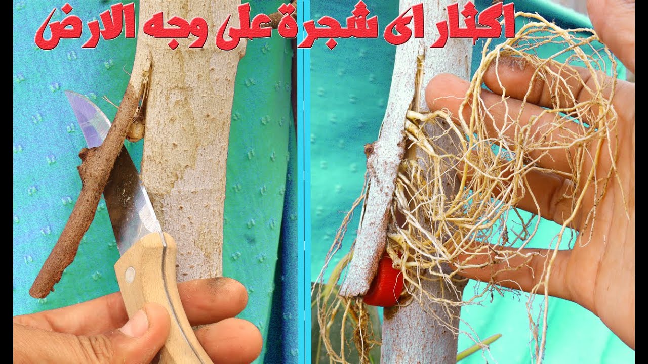 Клонирование любого дерева в мире любого типа — 100% проверенный метод.