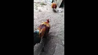 Cara2 Untuk Buat Ayam Pikat Jd Garang