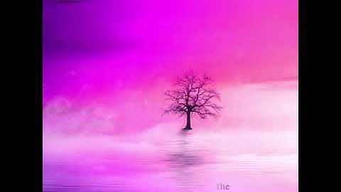 الشيخ هاني الرفاعي سورة المائدة ١١٨