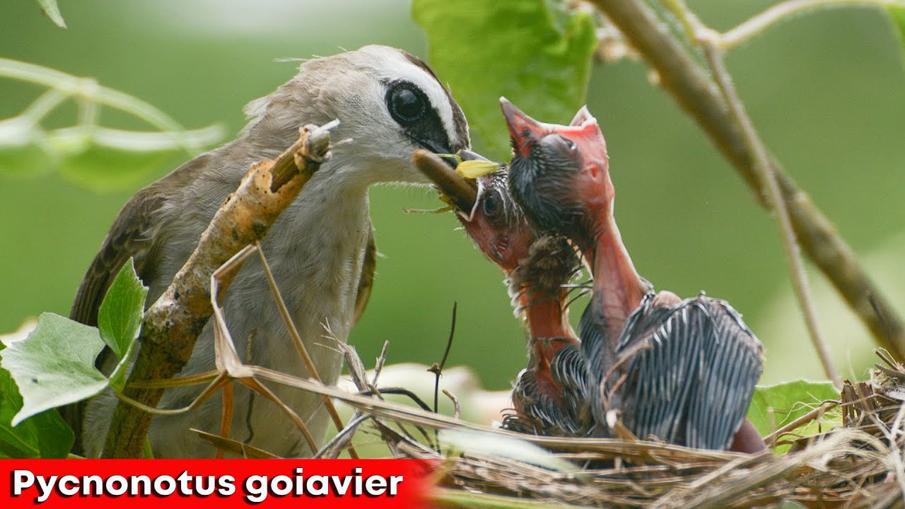 Mother Bird Eating it's Baby Poops after feeding YouTube