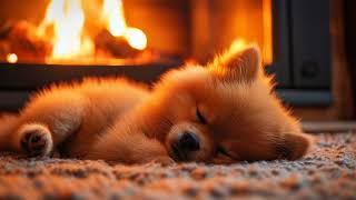 Cozy Pomeranian Puppy Sleeping by the Fireplace 🐶🔥 | 10 Hours of Relaxing Fireplace Ambience screenshot 4