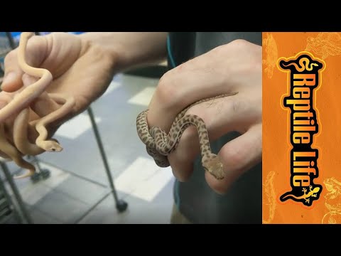 Marbled Children's  & Stimson's Python Hatchlings | Reptile Life