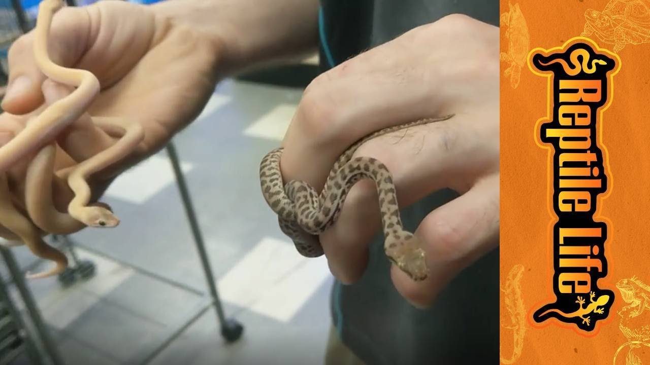 Marbled Children's & Stimson's Python Hatchlings | Reptile Life - YouTube