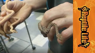 Celebrity Marbled Children's  & Stimson's Python Hatchlings | Reptile Life Profile