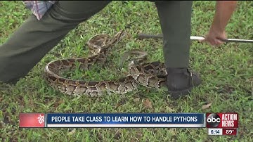 Nature Conservancy training people on catching pythons