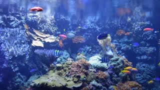 AQUARIUM 4K Beautiful Relaxing Music, Peaceful Soothing Instrumental Music