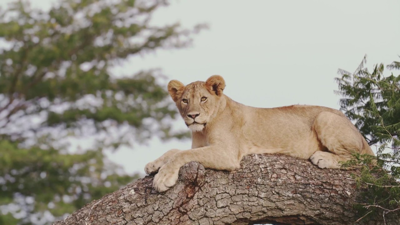 video phone beyonce mp3 A pride we can be proud of - lion translocation 2017