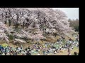 【惨劇】お花見後の代々木公園の様子をご覧ください