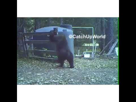 INSTANT KARMA - Bear in pain