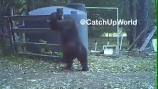 INSTANT KARMA - Bear in pain