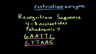 Restriction Enzymes