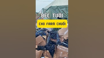 Béc tưới chuối dùng loại nào #vnplant #bectuoichuoi
