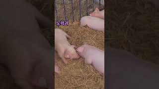 2025년 띠별운세 돼지띠#운세 #제물#재물운세
