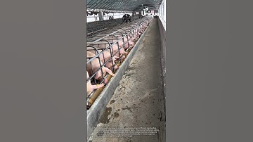 Modern pig farming technology: automated feeding trough in action