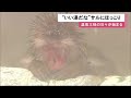 サルの"温泉三昧の日々"始まる 「一緒に入りたい」…函館冬の風物詩「サル山温泉」くつろぐ姿にほっこり (22/12/01 11:55)