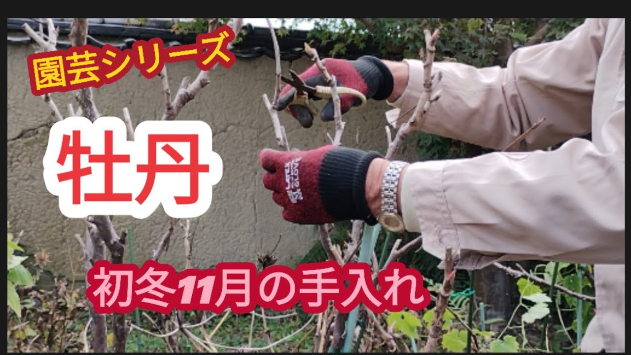 【牡丹初冬11月の手入れ】剪定と元肥【園芸シリーズ】