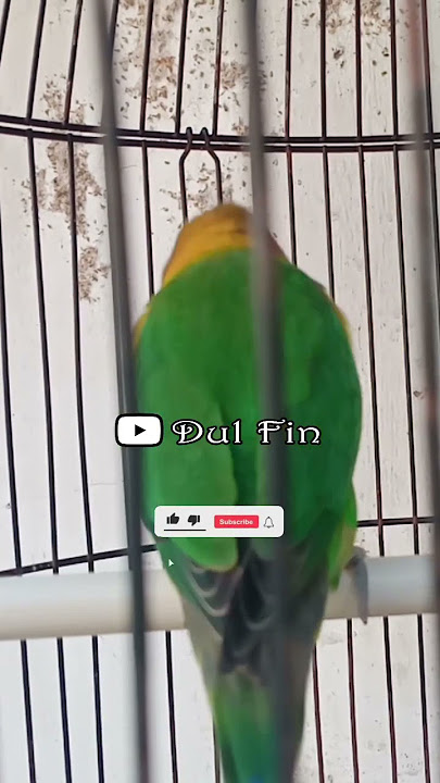 Lovebird Jantan Birahi Tinggi #shorts