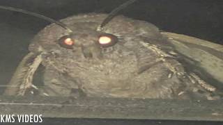 Moth Meme