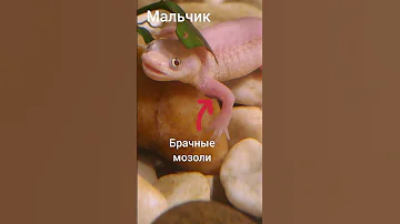 Как определить пол тритона