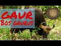Gaur Documentary - The Largest Bovide - A Vulnerable Species - Saiful Chemistry