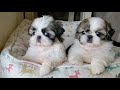 Most  adorable shih tzu puppies 