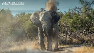 Elephant Charge Survival: Understanding Body Language to Stay Safe
A 12,000-pound African elephant is a masterpiece of nature—intelligent, social, and usually peaceful. However, when that same animal decides you are a threat, the situation changes in a heartbeat. As wildlife tourism reaches new heights, understanding elephant charge survival is no longer just for professional guides; it is essential knowledge for any adventurer.
The key to surviving an encounter isnt speed or strength—it’s translation. You must learn to read the silent language the elephant is speaking before the first step of a charge is ever taken.
⚠️Link to the article👉:
https://www.kenyawildparks.com/how-to-survive-an-elephant-charge/
⚠️ Start Planning Your Trip to Kenya👉:
https://www.kenyawildparks.com/contact-us/
⚠️Join this channel to get access to perks:
https://www.youtube.com/channel/UCpDfYflJJJp5zLW9Q2adZqw/join
👨💻 Follow Us:
► Official Site: https://www.kenyawildparks.com/
► Facebook: https://www.facebook.com/kenyawildparks/
► Instagram: https://www.instagram.com/kenyawildparks/
► TikTok: https://www.tiktok.com/@kenyawildparks
► Pinterest: https://www.pinterest.com/kenyawildparks/
All materials in these videos are used for educational purposes and fall within the guidelines of fair use. No copyright infringement intended. If you are or represent the copyright owner of materials used in this video and have a problem with the use of said material, please send us an email, at sales@kenyawildparks.com, and we can sort it out. Elephant Charge Survival: Understanding Body Language to Stay Safe