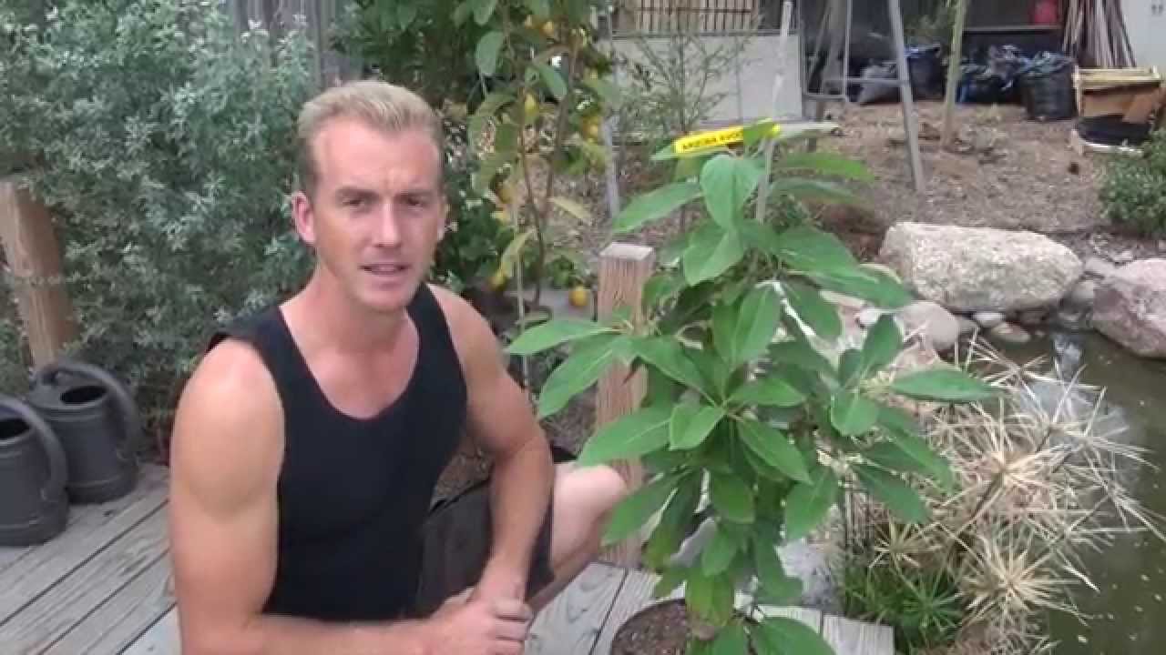 Arizona NATIVE AVOCADO Tree 🥑🌳 Aravaipa Avocado Tree YouTube
